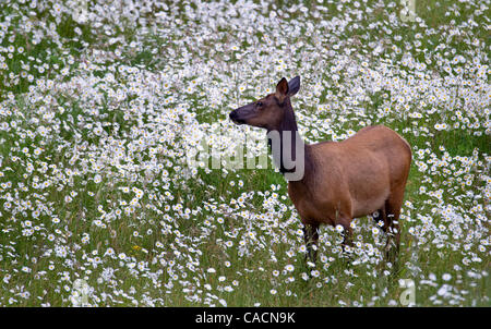 2. Juli 2010 - Sutherlin, Oregon, USA - wilde Roosevelt Elche (Cervus Canadensis Roosevelti) feed in einem Feld von Wildblumen in der Nähe von Sutherlin.  Roosevelt Elk, auch bekannt als Olympische Elch ist die größte der vier Unterarten der Elche in Nordamerika.  Ältere Bullen sind dafür bekannt, bis zu 1300 l wiegen Stockfoto