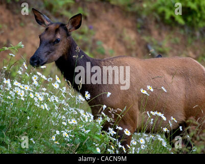 2. Juli 2010 - Sutherlin, Oregon, USA - wilde Roosevelt Elche (Cervus Canadensis Roosevelti) feed in einem Feld von Wildblumen in der Nähe von Sutherlin.  Roosevelt Elk, auch bekannt als Olympische Elch ist die größte der vier Unterarten der Elche in Nordamerika.  Ältere Bullen sind dafür bekannt, bis zu 1300 l wiegen Stockfoto