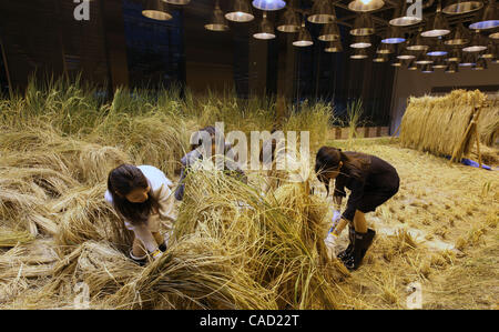 Sep 9, 2010 - Tokyo, Japan - Mitarbeiter von Pasona Group Inc., Personaldienstleister, ernten Reis bei der "Urban Farm", wo der Reis gepflanzt und auf der ersten Etage des ihren Sitz im Zentrum von Tokio, Japan angebaut. Mehr als 200 Arten von Pflanzen werden angebaut, einschließlich Obst und Gemüse eine Stockfoto