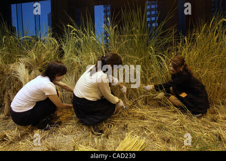 Sep 9, 2010 - Tokyo, Japan - Mitarbeiter von Pasona Group Inc., Personaldienstleister, ernten Reis bei der "Urban Farm", wo der Reis gepflanzt und auf der ersten Etage des ihren Sitz im Zentrum von Tokio, Japan angebaut. Mehr als 200 Arten von Pflanzen werden angebaut, einschließlich Obst und Gemüse eine Stockfoto