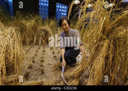 Sep 9, 2010 - Tokyo, Japan - Mitarbeiter von Pasona Group Inc., Personaldienstleister, ernten Reis bei der "Urban Farm", wo der Reis gepflanzt und auf der ersten Etage des ihren Sitz im Zentrum von Tokio, Japan angebaut. Mehr als 200 Arten von Pflanzen werden angebaut, einschließlich Obst und Gemüse eine Stockfoto