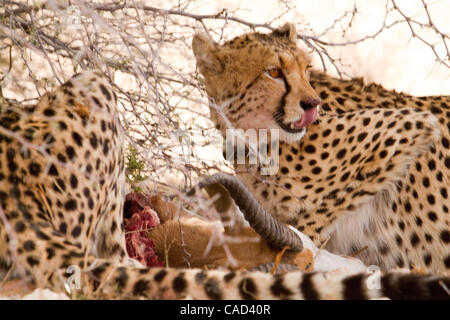 Afrika, Südafrika, im KGALAGADI TRANSFRONTIER NATIONAL PARK, drei GEPARDEN Essen ihre frischen töten einen Springbock. Der Park liegt mitten in der Kalahari-Wüste. Stockfoto