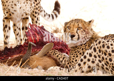 Afrika, Südafrika, im KGALAGADI TRANSFRONTIER NATIONAL PARK, drei GEPARDEN Essen ihre frischen töten einen Springbock. Der Park liegt mitten in der Kalahari-Wüste. Stockfoto