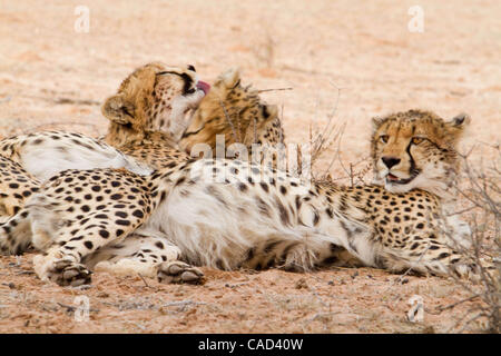 Afrika, Südafrika, im KGALAGADI TRANSFRONTIER NATIONAL PARK, drei GEPARDEN Essen ihre frischen töten einen Springbock. Der Park liegt mitten in der Kalahari-Wüste. Stockfoto