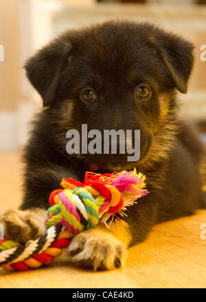 2. September 2010 - Modesto, CA, USA - einen 6 Wochen alten Schäferhund Welpen.   Marty Bicek/ZumaPress.com (Kredit-Bild: © Marty Bicek/ZUMAPRESS.com) Stockfoto