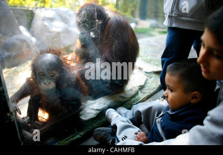 Orang Utans spielen im Inneren einen Anzeigebereich bei Ape Awareness Day im Zoo von Los Angeles am 9. Dezember 2007 in Los Angeles, Kalifornien statt. APE Awareness Day vorgestellten Stände mit Informationen über die verschiedenen Primaten, die der Öffentlichkeit zur Unterstützung der Primate Conservation angeboten. Stockfoto