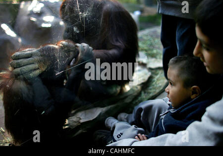 Orang Utans spielen im Inneren einen Anzeigebereich bei Ape Awareness Day im Zoo von Los Angeles am 9. Dezember 2007 in Los Angeles, Kalifornien statt. APE Awareness Day vorgestellten Stände mit Informationen über die verschiedenen Primaten, die der Öffentlichkeit zur Unterstützung der Primate Conservation angeboten. Stockfoto