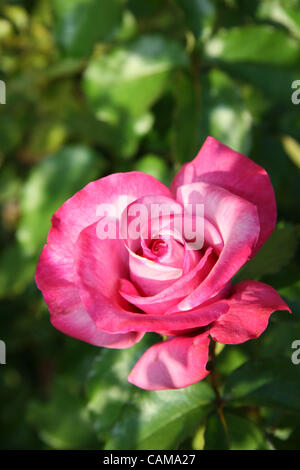 Sep 03, stieg 2007 - Newport Coast, CA, USA - A perfekte, makellose rosa. (Kredit-Bild: © Camilla Zenz/ZUMA Press) Stockfoto