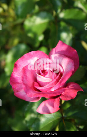 Sep 03, stieg 2007 - Newport Coast, CA, USA - A perfekte, makellose rosa. (Kredit-Bild: © Camilla Zenz/ZUMA Press) Stockfoto