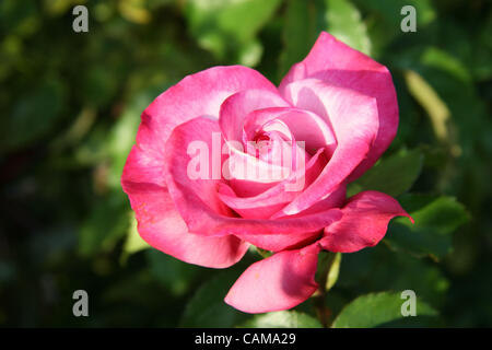 Sep 03, stieg 2007 - Newport Coast, CA, USA - A perfekte, makellose rosa. (Kredit-Bild: © Camilla Zenz/ZUMA Press) Stockfoto