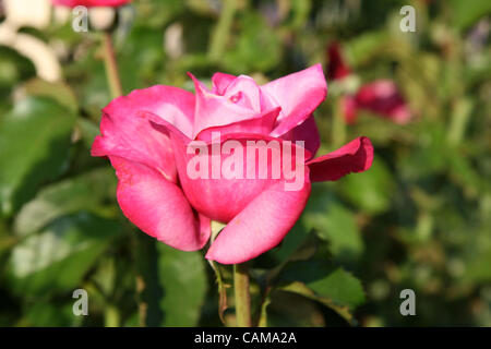 Sep 03, stieg 2007 - Newport Coast, CA, USA - A perfekte, makellose rosa. (Kredit-Bild: © Camilla Zenz/ZUMA Press) Stockfoto