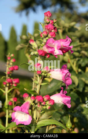 Sep 03, 2007 - Newport Coast, CA, USA - A perfekte, makellose pink Flowers. (Kredit-Bild: © Camilla Zenz/ZUMA Press) Stockfoto