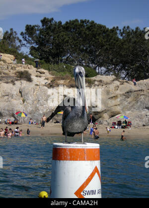 Sep 03, sitzt auf einer Boje in Newport Bay 2007 - Newport Beach, CA, USA - A Pelican.  Im Hintergrund sitzt die kleine Corona Beach in Corona del Mar (Credit-Bild: © Camilla Zenz/ZUMA drücken) Stockfoto