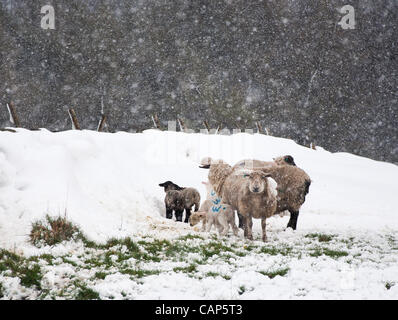 Lämmer Schutz von Blizzard über Eyam in Derbyshire Peak District, Großbritannien am 4. April 2012. Das Met Office hatte mit Schneestürmen und Stürme für Unwetter gewarnt. Stockfoto