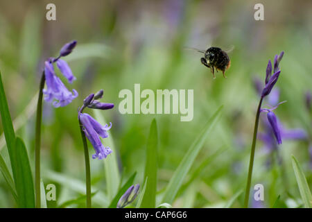 Eine Pollen bedeckt Hummel fliegt zwischen einigen der ersten Blüten der diesjährigen Frühjahr Glockenblumen aus Norsey Holz, Billericay, England, am Mittwoch, 04 April. Stockfoto