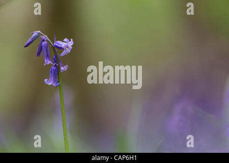 Eine Glockenblume aus Norsey Holz, Billericay, England, am Mittwoch, 04 April. Stockfoto