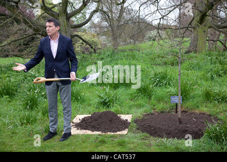 LOCOG Veranstaltung Kew Gardens, Surrey, UK. 18.04.2012 Bild zeigt Sebastian Coe, LOCOG Stuhl, Pflanzen Sie einen Baum im Garten von Kew Gardens, den Countdown der 100 Tage bis zum Beginn der Olympischen Spiele 2012 in London zu gedenken. Stockfoto