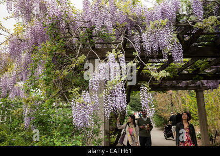 New York City, USA. 20. April 2012.  Spaliere der japanischen Wisteria in voller Blüte säumen einen Pfad in Brooklyn Botanic Garden. Stockfoto