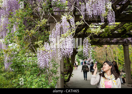 New York City, USA. 20. April 2012.  Menschen genießen die Brooklyn Botanic Garden in voller Blüte Stockfoto