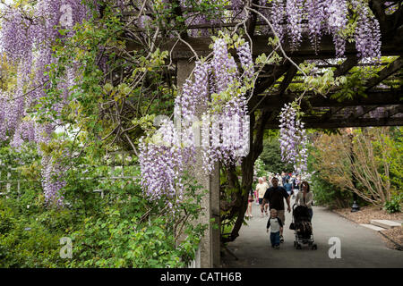 New York City, USA. 20. April 2012.  Spaliere der japanischen Wisteria in voller Blüte säumen einen Pfad in Brooklyn Botanic Garden. Stockfoto