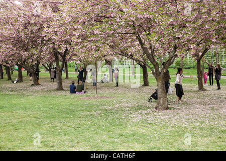 New York City, USA. 20. April 2012.  Kirsche Spaziergang und Cherry Esplanade präsentiert Blüten von mehr als 40 Arten von orientalischen blühenden Kirschbäumen.  Die Brooklyn Botanic Garden ist eines der weltweit besten Kirschblüte anzeigen Websites außerhalb Japans. Stockfoto