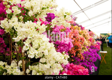 Floral Festzelt weisen auf Freitag, 20. April 2012, dem ersten Tag der RHS zeigen Cardiff im Bute Park, Wales, Vereinigtes Königreich.  Bunten Bougainvilleas von Westdale Baumschulen.  Display mit einem vergoldetem Silber RHS Flora-Medaille ausgezeichnet. Stockfoto