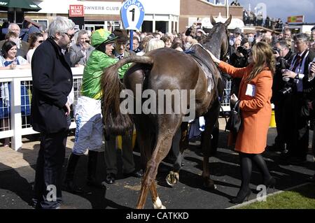 Ayr, UK 21.04.12 schottischen Grand National Week-End (Tag2) Jockey Timmy Murphy die Merigo zum Sieg Inder 2012 Ritt schottische Grand National in der Gewinner-Gehäuse nach dem Rennen. Stockfoto