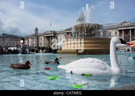 Plastikenten und Schwan in den Brunnen am Trafalgar Square für St George es Day Stockfoto