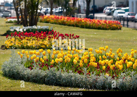 Swansea - UK 24. April 2012 - bunte Tulpe Anzeige auf die Blumen-Betten bei Southend in Mumbles in der Nähe von Swansea heute in der warmen Frühlingssonne. Stockfoto