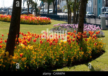 Swansea - UK 24. April 2012 - bunte Tulpe Anzeige auf die Blumen-Betten bei Southend in Mumbles in der Nähe von Swansea heute in der warmen Frühlingssonne. Stockfoto