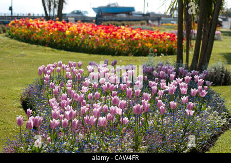 Swansea - UK 24. April 2012 - bunte Tulpe Anzeige auf die Blumen-Betten bei Southend in Mumbles in der Nähe von Swansea heute in der warmen Frühlingssonne. Stockfoto