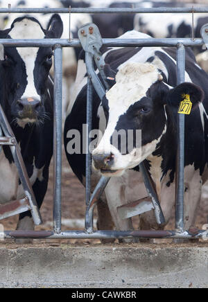 17. Oktober 2010 - Hemet, Kalifornien, USA - Kühe füttern am Zeitvertreib Seen Dairy Farm "Hersteller von real California Milk" Teil von Kalifornien Molkereien Inc. in Hemet. Die Zahl der Molkereien in Kalifornien ist von mehr als 500 in den letzten zehn Jahren, mit vielen beweglichen an andere Staaten verleitet sie mit p abgestürzt. Stockfoto