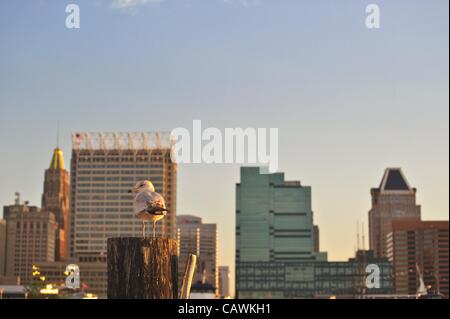 Eine einsame Möwe (juvenile Ring-billed Gull - Larus Delawarensis) sitzt auf einer Spundwand vor der Skyline von Baltimore in den frühen Morgenstunden am Baltimore Inner Harbor Hafen, Maryland, USA. Freitag, 27. April 2012. Stockfoto