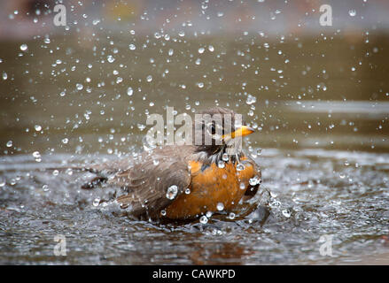 27. April 2012 - Roseburg, Oregon, USA - ein American Robin sendet eine Dusche der Wassertropfen dauert ein Bad in einer Pfütze River Forks County Park in der Nähe von Roseburg, Oregon/USA (Credit-Bild: © Robin Loznak/ZUMAPRESS.com) Stockfoto