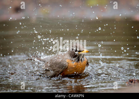 27. April 2012 - Roseburg, Oregon, USA - ein American Robin sendet eine Dusche der Wassertropfen dauert ein Bad in einer Pfütze River Forks County Park in der Nähe von Roseburg, Oregon/USA (Credit-Bild: © Robin Loznak/ZUMAPRESS.com) Stockfoto