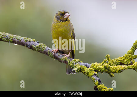 Sonntag, 29. April 2012. Northampton. U.k. Garten Vögel Kampf im Dauerregen. Grünfink Caruelis Chloris (Fringillidae) thront im Regen auf einem Flechten bedeckt Zweig im Garten Stockfoto