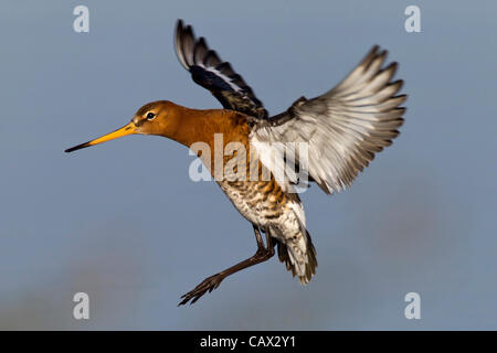 Sommer Leys Naturschutzgebiet, Northamptonshire. VEREINIGTES KÖNIGREICH. 30. April 2012. Uferschnepfe. Limosa Limosa (Scolopacidae) Migranten Vögel genießen die kurze Pause bei schlechtem Wetter die morgen zurück zu rechnen ist. Stockfoto