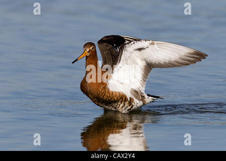 Sommer Leys Naturschutzgebiet, Northamptonshire. VEREINIGTES KÖNIGREICH. 30. April 2012. Uferschnepfe. Limosa Limosa (Scolopacidae) Migranten Vögel genießen die kurze Pause bei schlechtem Wetter die morgen zurück zu rechnen ist. Stockfoto