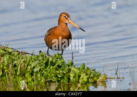 Sommer Leys Naturschutzgebiet, Northamptonshire. VEREINIGTES KÖNIGREICH. 30. April 2012. Uferschnepfe. Limosa Limosa (Scolopacidae) Migranten Vögel genießen die kurze Pause bei schlechtem Wetter die morgen zurück zu rechnen ist. Stockfoto