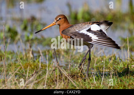 Sommer Leys Naturschutzgebiet, Northamptonshire. VEREINIGTES KÖNIGREICH. 30. April 2012. Uferschnepfe. Limosa Limosa (Scolopacidae) Migranten Vögel genießen die kurze Pause bei schlechtem Wetter die morgen zurück zu rechnen ist. Stockfoto