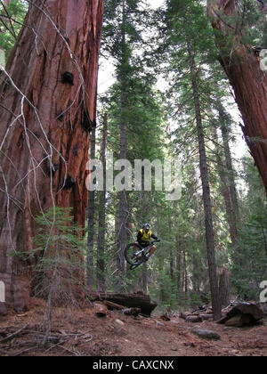 3. Dezember 2007 - Camp Nelson, Kalifornien, USA - Mountainbiken beinhaltet: Langlauf, Radfahren, Reiten downhill, Freeride, Dirt Jump und Studien/Street fahren. Der Sport verlangt Ausdauer, Fahrrad Umgang mit Fähigkeiten und Selbstvertrauen. Es ist ein Einzelsport, die fast überall durchgeführt werden kann. Dort Stockfoto