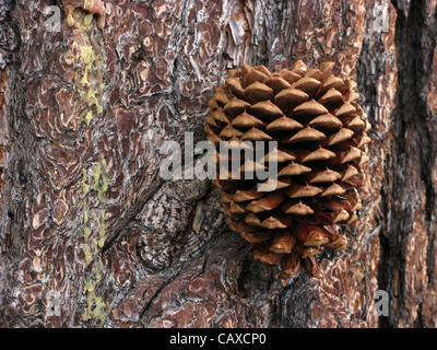 3. Dezember 2007 - Camp Nelson, Kalifornien, USA - ein Pinienzapfen gegen die Rinde eines Baumes in den Sequoia National Forest, California. (Kredit-Bild: © Ruaridh Stewart/ZUMA Press) Stockfoto