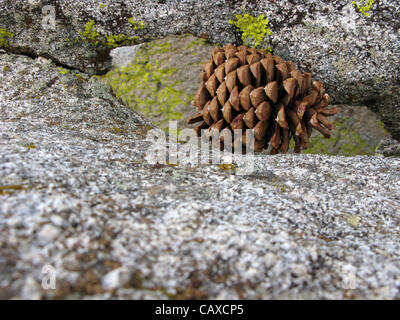 3. Dezember 2007 - Camp Nelson, Kalifornien, USA - A Kieferkegel gegen Granit Felsen in den Sequoia National Forest, California. (Kredit-Bild: © Ruaridh Stewart/ZUMA Press) Stockfoto