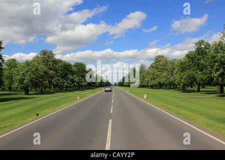 Kastanienallee in Bushy Park, das Royal Park in der Nähe von Hampton Court, Teddington, London, UK. Stockfoto