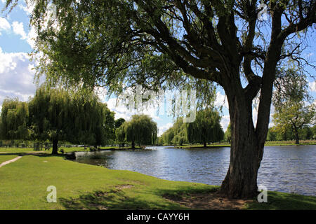 Der Heron-Teich in Bushy Park, das Royal Park in der Nähe von Hampton Court, Teddington, London, UK. Stockfoto