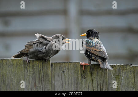 Brighton, UK. 15.05.2012. Baby-Stare heute von ihren Eltern in einem Brighton Garten gefüttert. Stockfoto