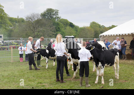 Sonntag, 20. Mai 2012, Witton Country Park, Blackburn England.  Kälber, gehandhabt von den jungen Landwirten, sind in der Landschaft Experience Day inszeniert von Royal Lancashire landwirtschaftliche Gesellschaft (RLAS) beurteilt. Des ländlichen Raums zeigt Richter in der Regel viele Tiere und Rassen; Dieses kleine Ereignis konzentriert sich auf die jungen. Stockfoto