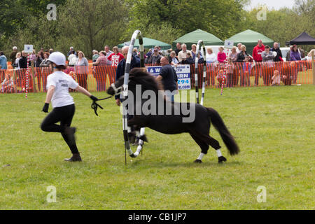 Sonntag, 20. Mai 2012, Witton Country Park, Blackburn England. Ein Pony ist in ein Hindernis-Parcours in der Landschaft Experience Day inszeniert von Royal Lancashire landwirtschaftliche Gesellschaft (RLAS) und Nieren. Das Pony gezeigt ist einer von vielen, die durch "Penny Farm World Horse Welfare" gerettet worden Stockfoto