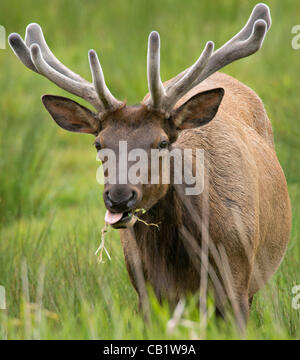 21. Mai 2012 - Reedsport, Oregon, USA - feed eine Herde von wilden Roosevelt Elk in einem Feld der großen Wiese im Bundesstaat Oregon Dean Creek Wildlife Area in der Nähe von Reedsport.  Der Stier Elch fangen an, ihre neue Geweihe wachsen nach dem Vergießen des Vorjahres Racks im Spätwinter. (Kredit-Bild: © Robin Stockfoto