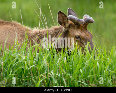 21. Mai 2012 - Reedsport, Oregon, USA - feed eine Herde von wilden Roosevelt Elk in einem Feld der großen Wiese im Bundesstaat Oregon Dean Creek Wildlife Area in der Nähe von Reedsport.  Der Stier Elch fangen an, ihre neue Geweihe wachsen nach dem Vergießen des Vorjahres Racks im Spätwinter. (Kredit-Bild: © Robin Stockfoto